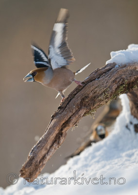 BB 09 0199 / Coccothraustes coccothraustes / Kjernebiter